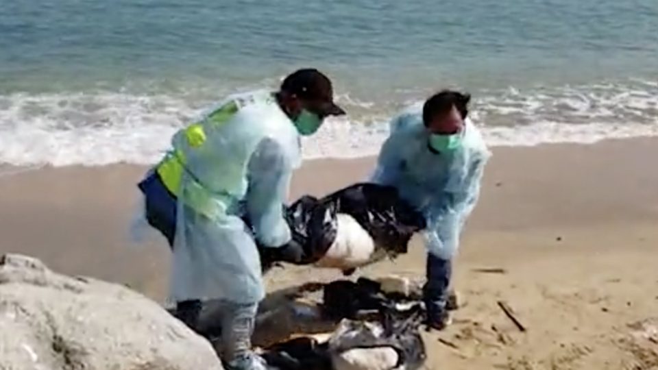 Personnel from the Food and Environmental Hygiene Department (FEHD) remove the corpse of a dead pig that was found washed up on a Cheung Chau beach yesterday morning. Screengrab via Apple Daily video.