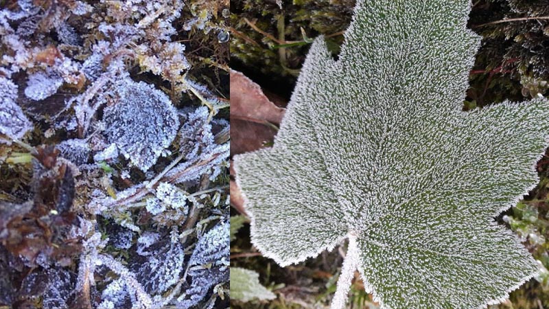 Photo: Facebook/ Doi Inthanon National Park and Instagram/ Tar_07
