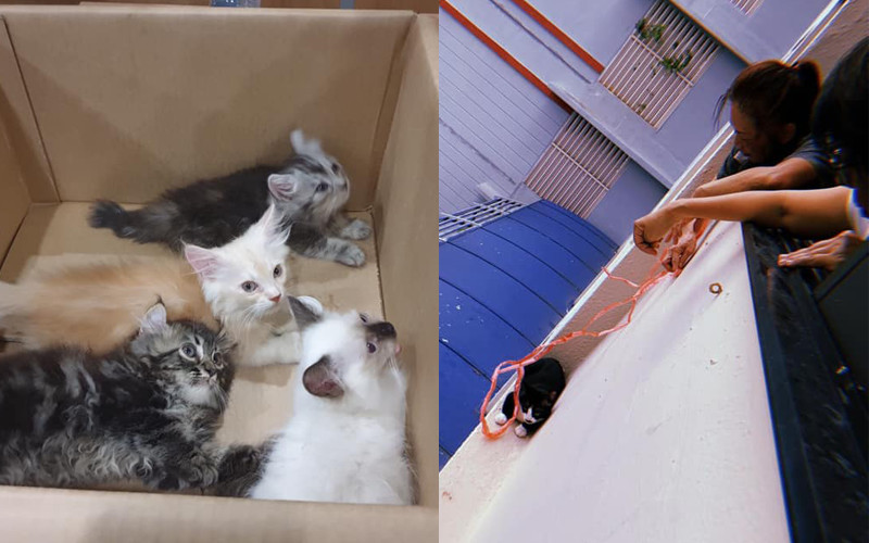 Kittens were rescued from a man who tried to hide them in his pants (left), and from the ledge of a HDB flat some 12 floors high (right) (Photo: ICA, Susan Lee / Facebook)