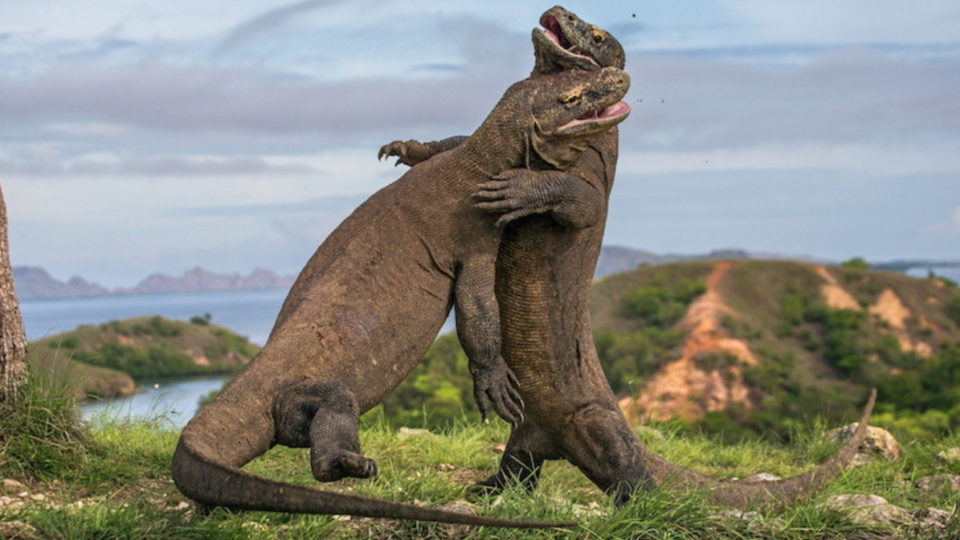 Komodo Dragon. Photo: AYANA Komodo Resort