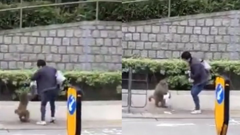 A monkey is caught on camera stealing a bag of food from an unsuspecting woman in Tai Wai. Screengrab via YouTube.