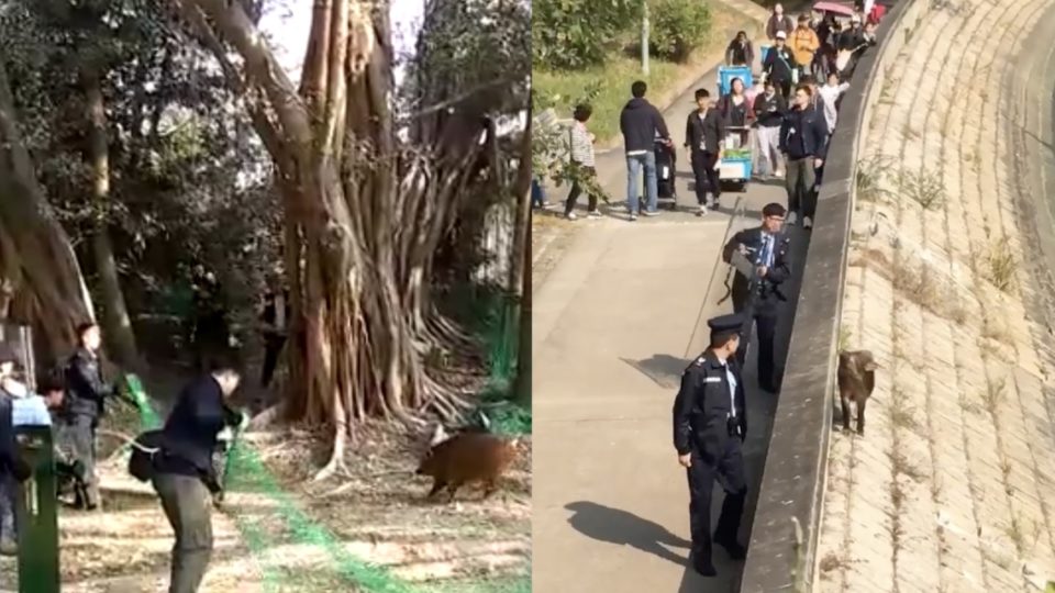 About 20 police officers a personnel from the Agriculture, Fisheries and Conservation Department (AFCD) spent three hours chasing a wild boar in Tai Po yesterday afternoon. Screengrabs via Facebook video.