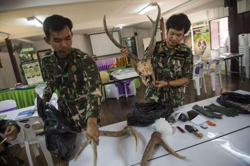 This photo taken on February 1, 2019 shows Thai forest ranger Kritkhajorn Tangon, (R), gathering deer antlers and other seized materials from “poachers” after a mock raid in in Khao Yai National Park, Nakhon Nayok province, as part of training to tackle wildlife crime. (Photo by Romeo GACAD / AFP)