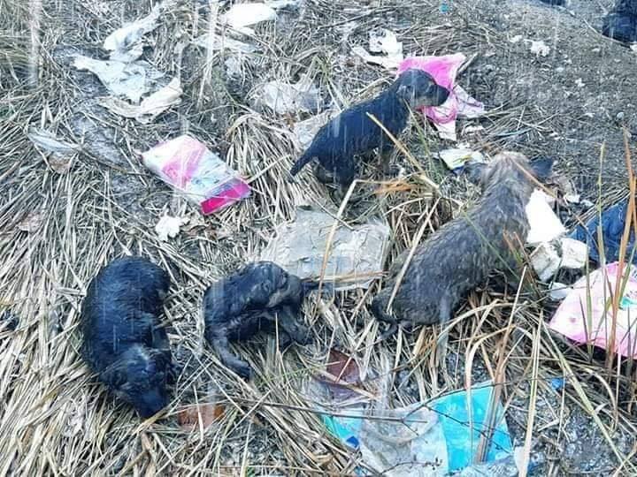 via Penang Kini/Bomba