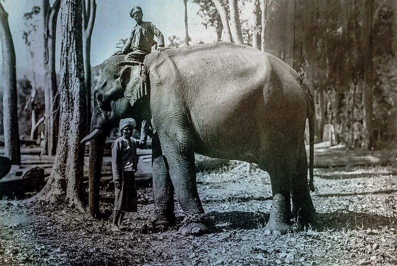 The biggest elephant in Burma, Chit Sayah, Height 9 ft 6 ins girth 14 ft 7 ins at his best. He is now an old elephant, and was much overworked by his former owner and has never fully recovered. the man standing at his head is another very old servant, Sit Wah a wild Karen who has worked 20 years in the district – via WikiCommons
