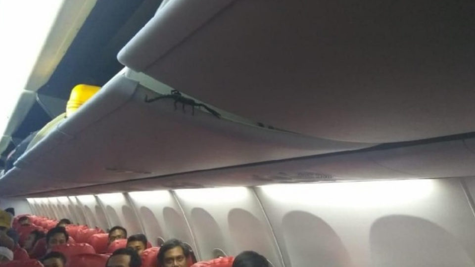 A large scorpion crawling on an overhead bin on Lion Air flight JT-239 from the Riau capital of Pekanbaru to Jakarta yesterday. Photo: Istimewa/Detik