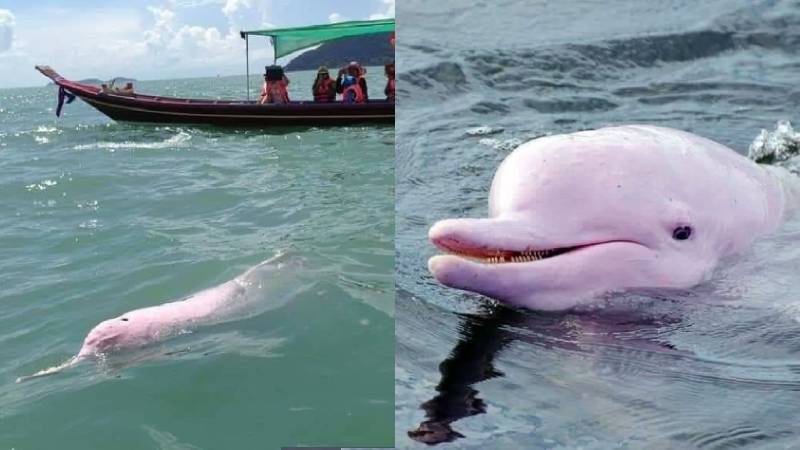 Photo: Facebook/ Southern Thailand, our home