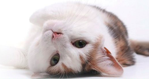 Photo: Philippine Animal Welfare Society (PAWS)/FB