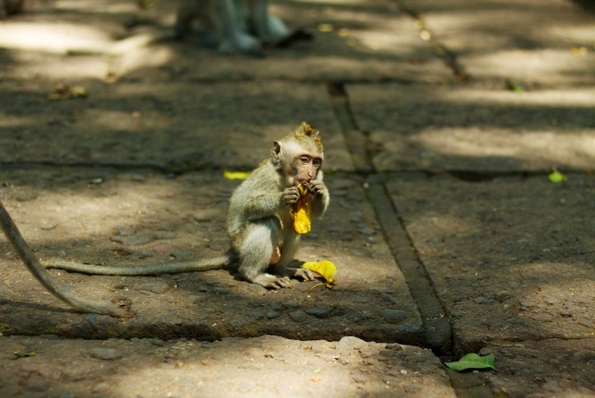 A Bali macaque. Photo: Flikr/McKay Savage