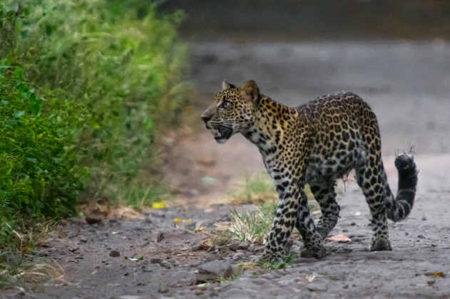 A Javan leopard. Photo: Wikimedia Commons
