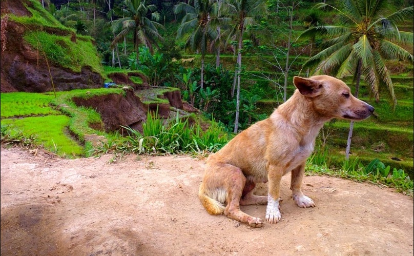 A Bali dog for illustration purposes only. Photo: Pexels/Alexandra Johansson