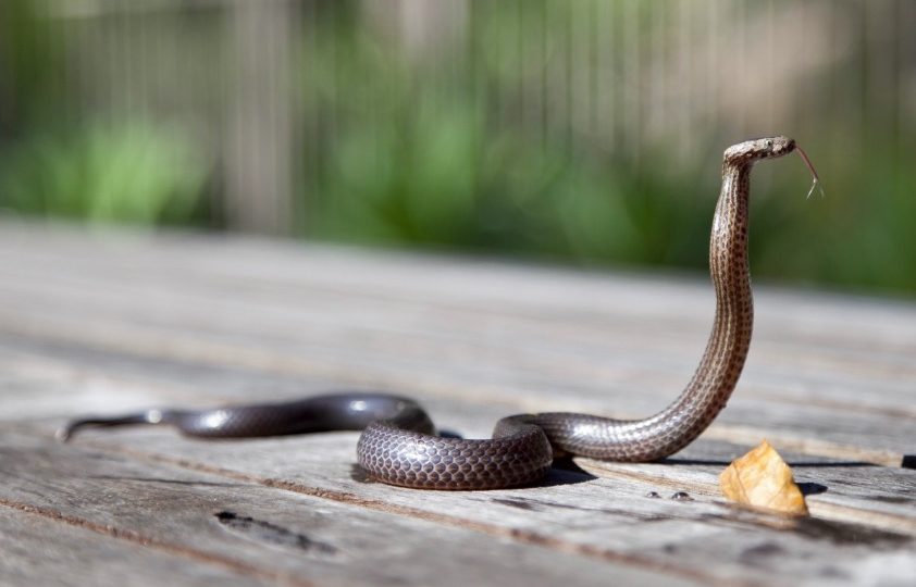 The 12-year old died hours after being bitten by the snake. Photo: Pxhere