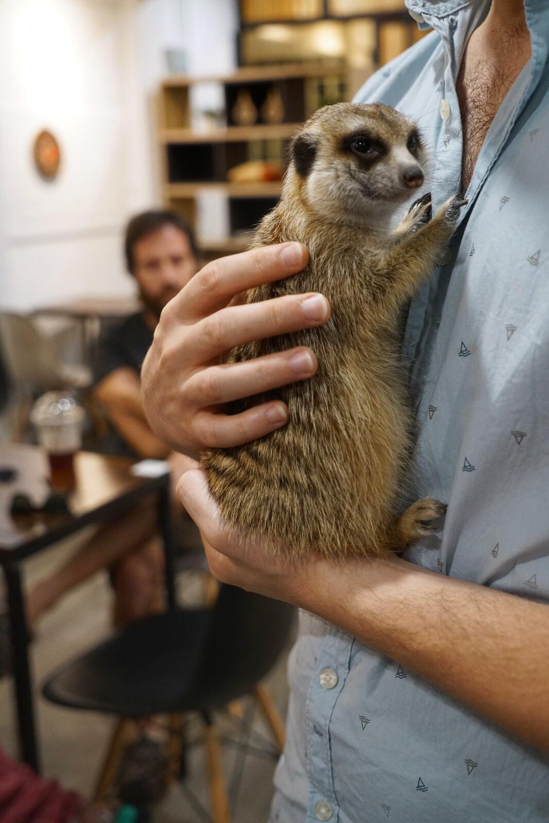 A meerkat. Photo: Teirra Kamolvattanavith/ Coconuts Media