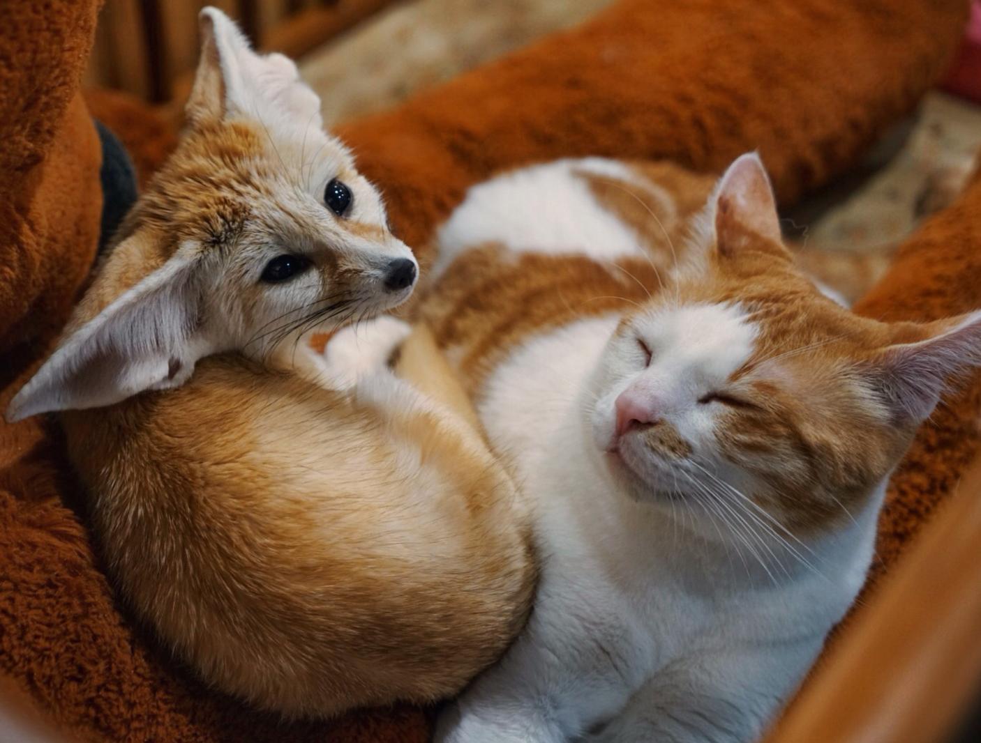 A fennec fox cuddling with a kitty. Photo: Teirra Kamolvattanavith/ Coconuts Media