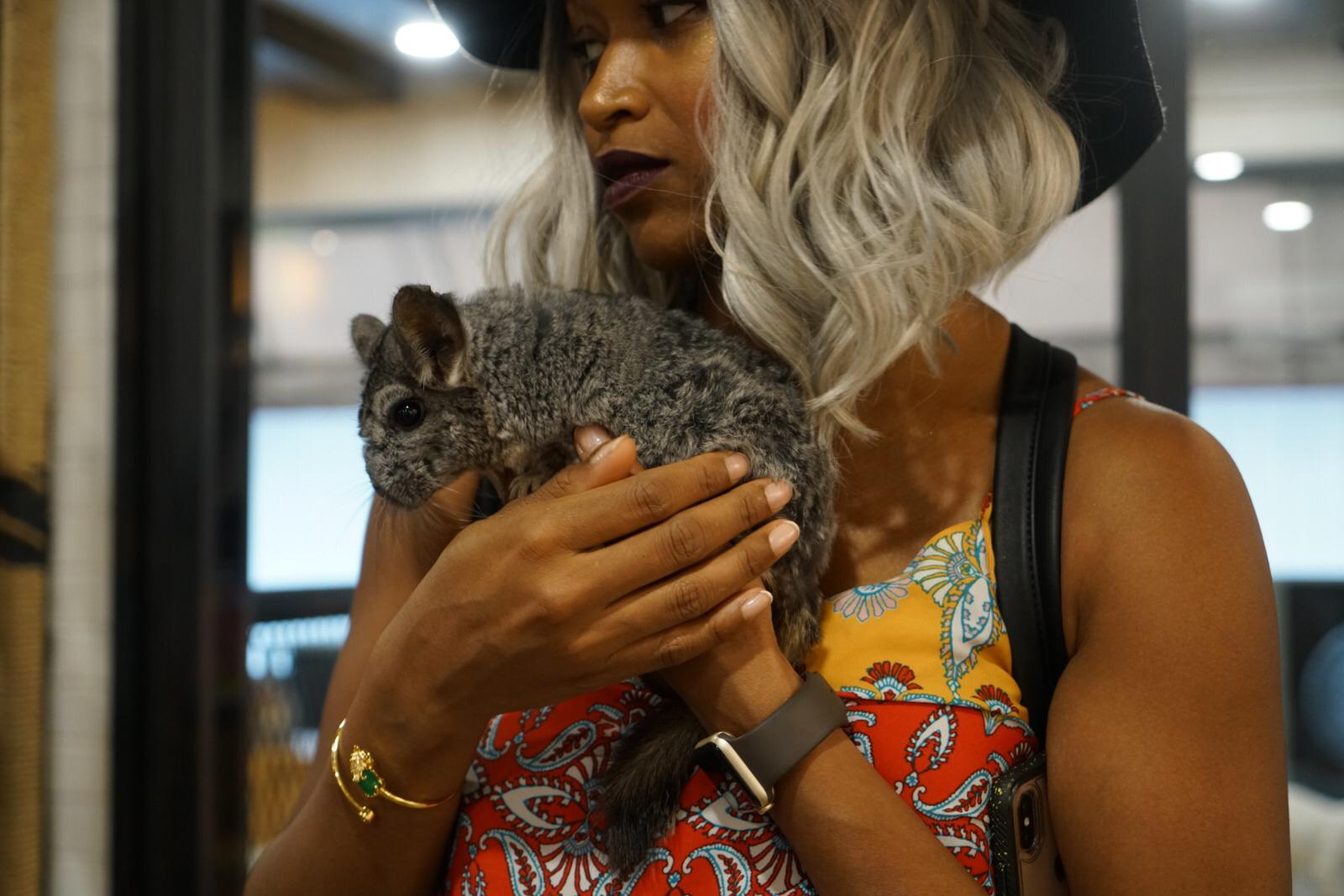  Did you know Chinchilla fur is considered the softest in the world and thirty times softer than human hair. According to BBC, they have 20,000 hairs per sq cm.