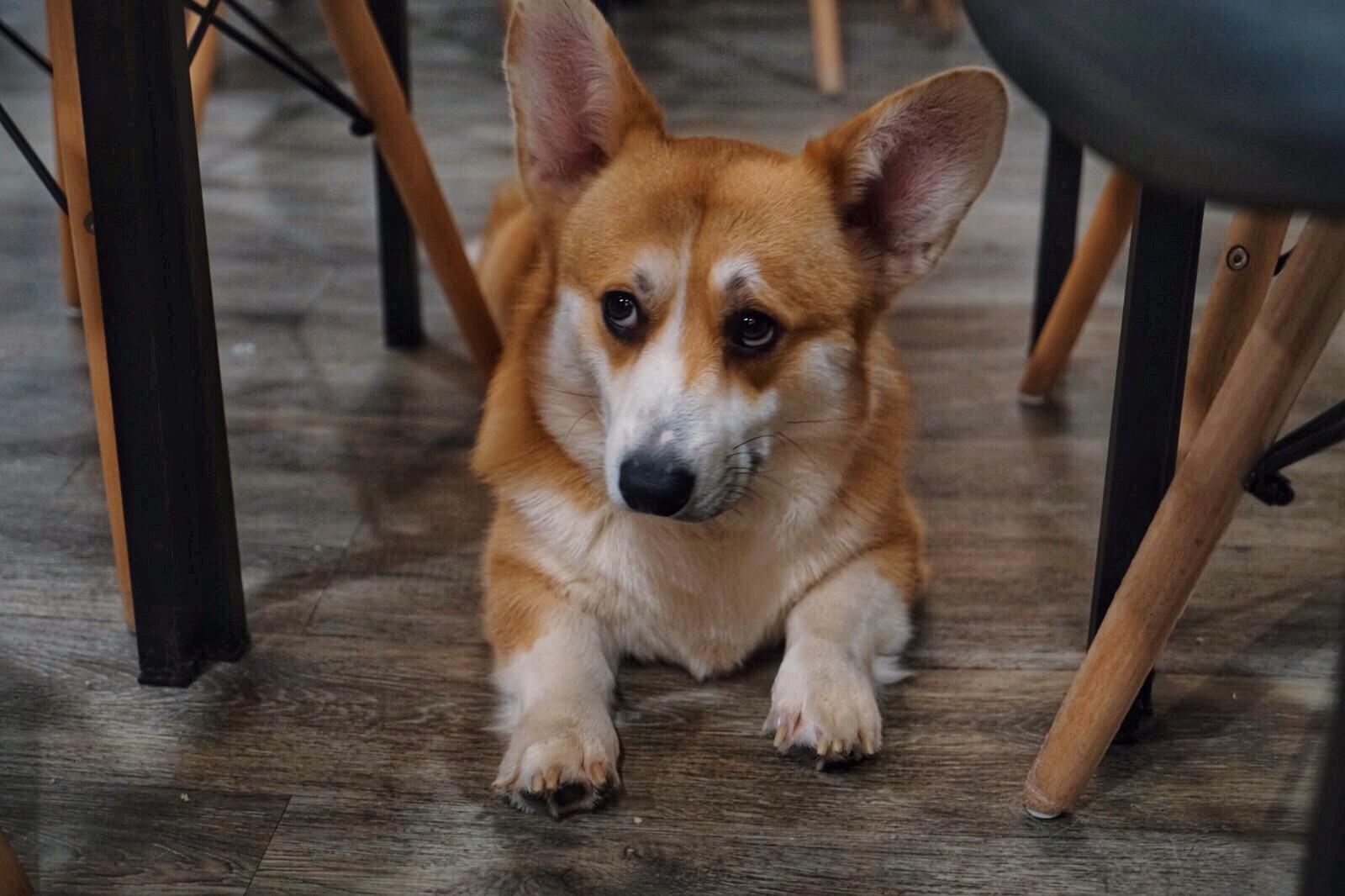 Side eye from a corgi. Photo: Teirra Kamolvattanavith/ Coconuts Media