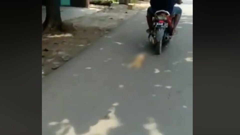 A 15-second video of a cat tied to and dragged by a motorcycle recently went viral in Indonesia.