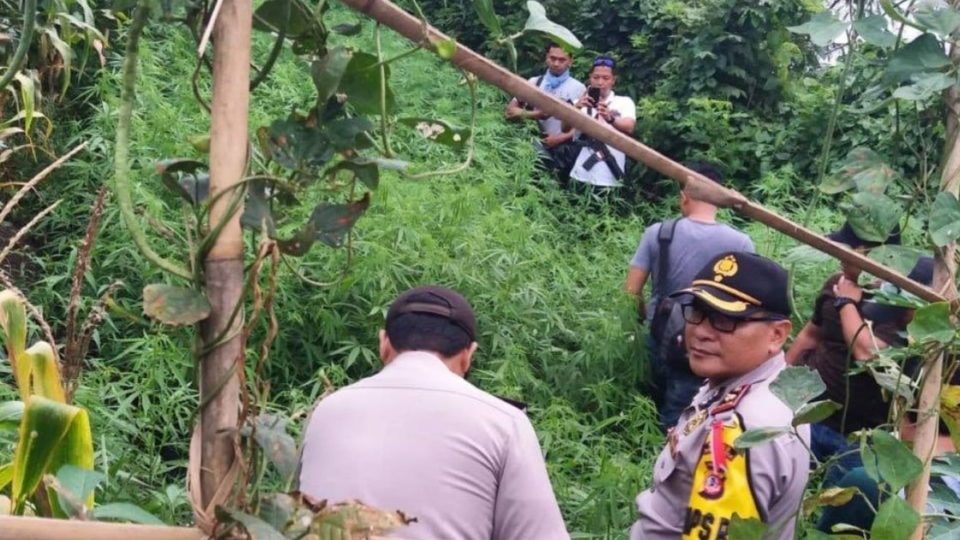 Purwakarta Police uncovering a hidden field of marijuana. Photo: Polsek Campaka Res Purwakarta / Facebook