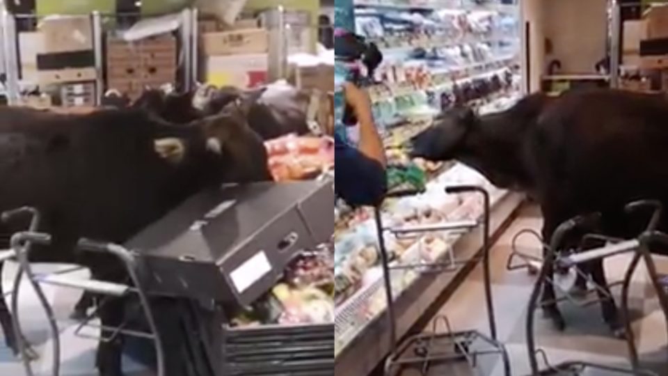 Four cows were spotted taking a trip to a grocery store in Mui Wo on the third day of the Lunar New Year. Screengrab via Facebook/video.