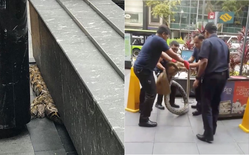 Photo: Tessa Fernando via Facebook; video screengrab