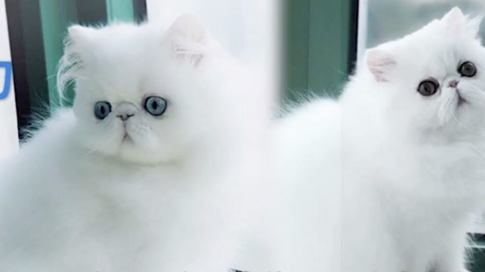 (Left to right) Persian cats Da Lili and Anngi. They were smuggled out of Taiwan and into Hong Kong by a woman who bypassed airport security by hiding them under her clothes and pretending to be pregnant. Screengrab via Apple Daily video.