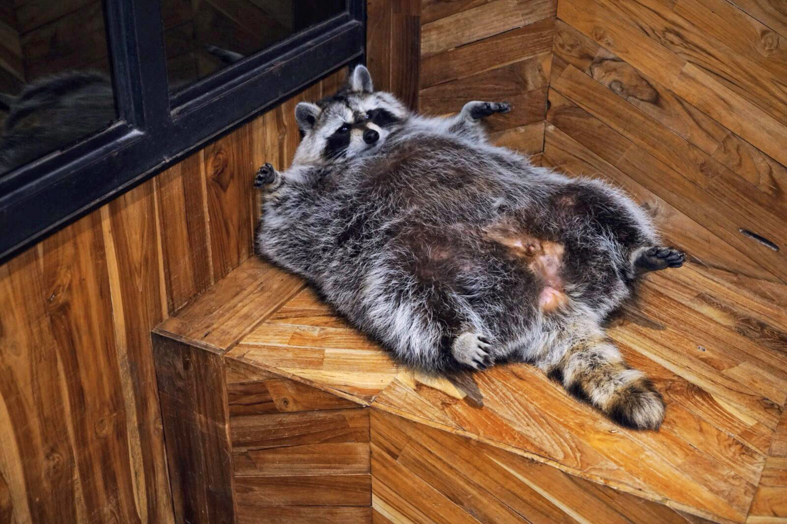 Cracker the raccoon. His caretaker  tells me he’s very naughty and gets “hangry” if not fed regularly. Photo: Teirra Kamolvattanavith/ Coconuts Media