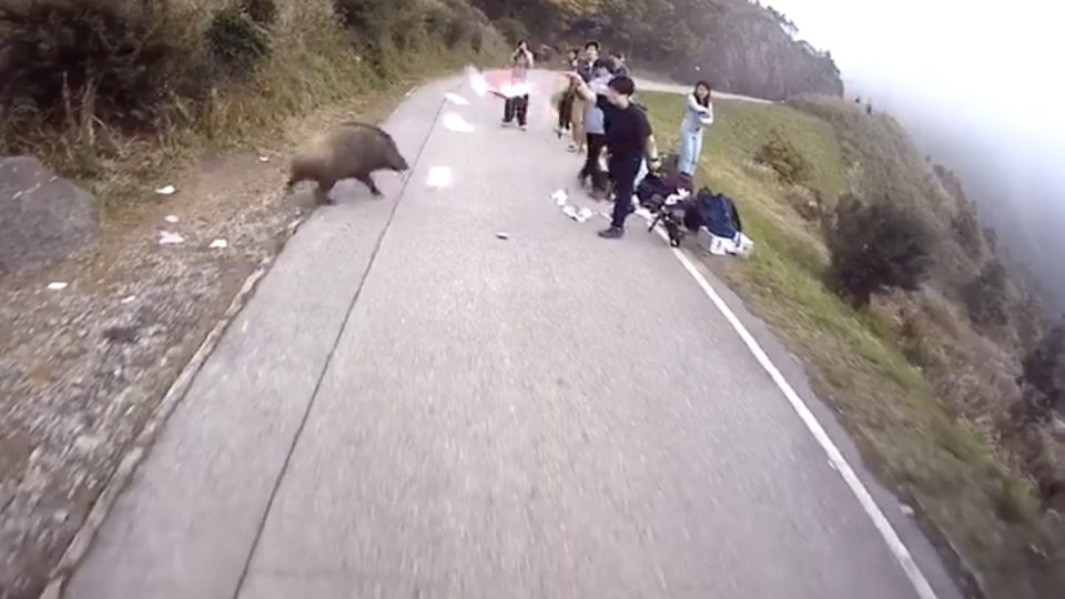 Video of a group of people throwing a plastic bag at a wild boar went viral over the weekend as a whst not to do when you see a wild boar. Screengrab via Facebook video.