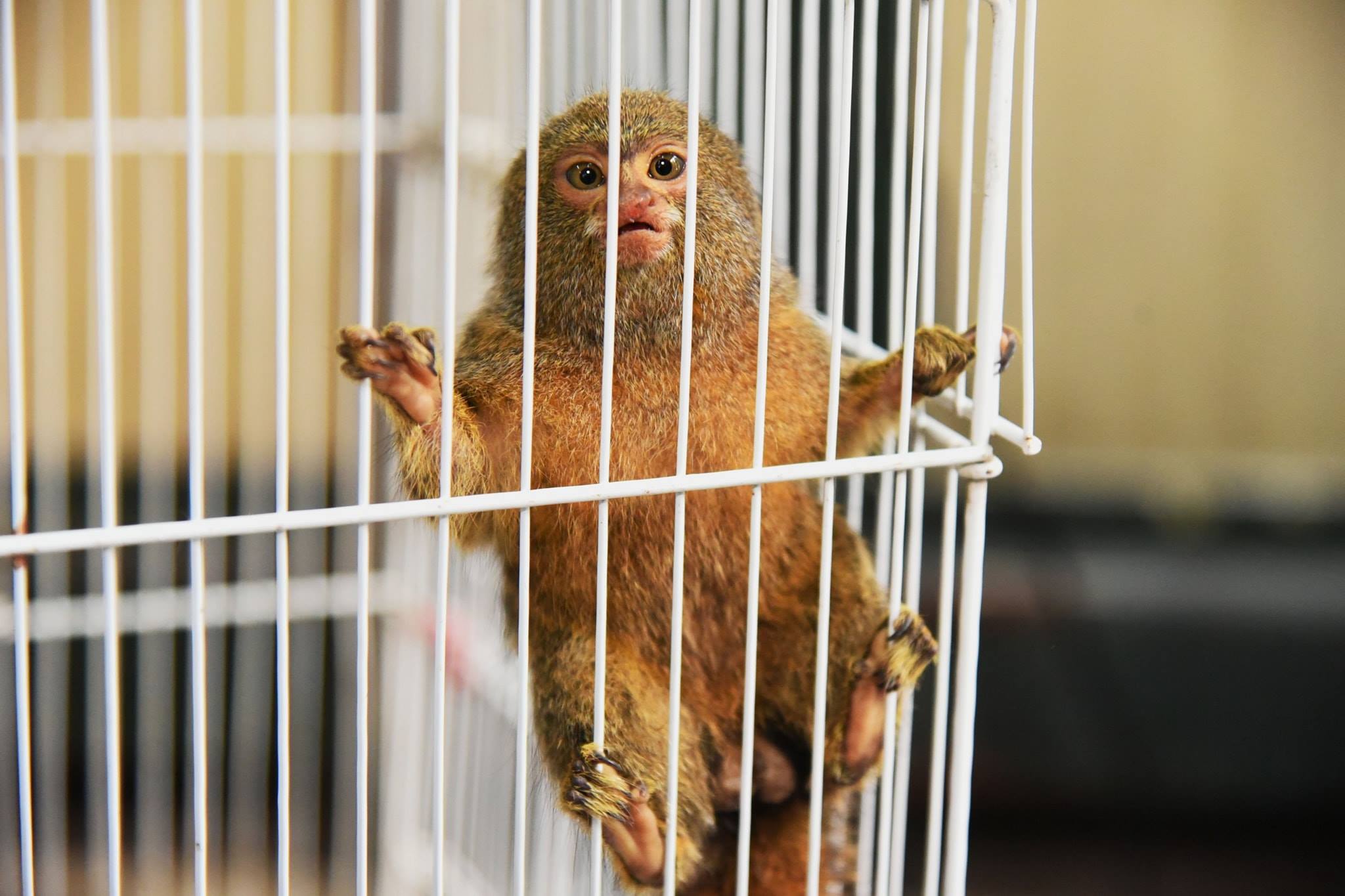 A pygmy marmoset. Photo: Facebook/ PR DNP 