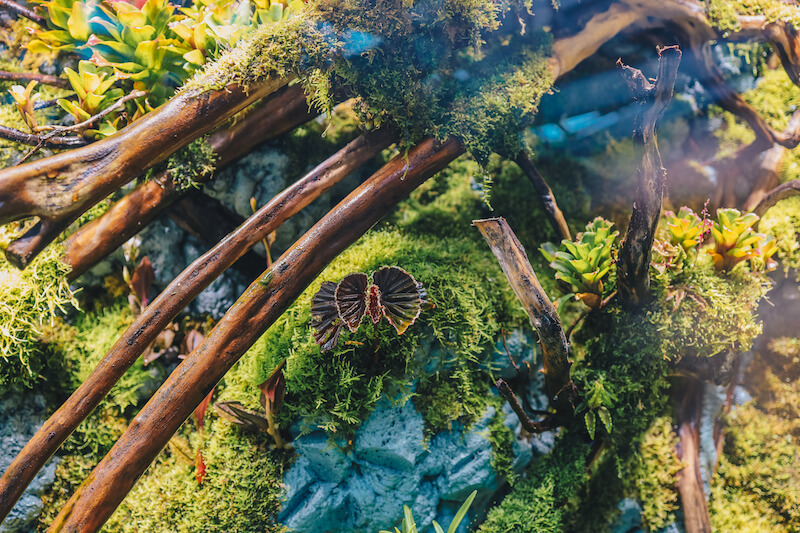 Begonia 'Darth Vader.' Photo: Gardens by the Bay