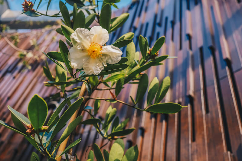 Fried Egg Tree. Photo: Gardens by the Bay