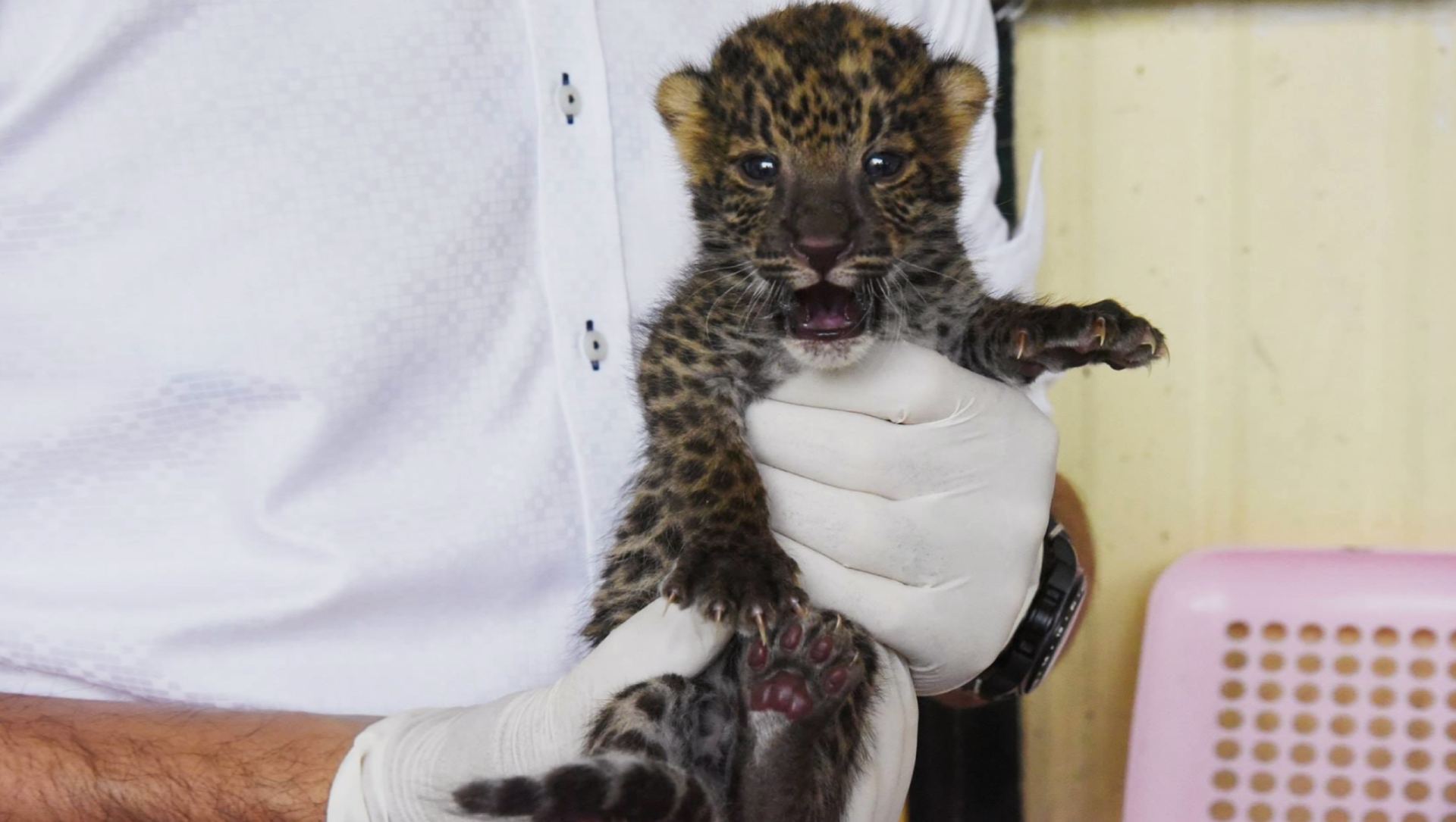  Photo: Facebook/ PR DNP 
