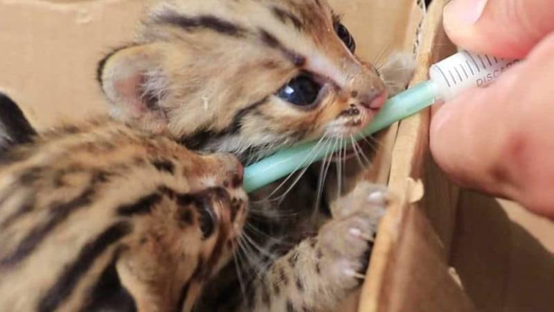 Photo: Facebook/ Somchai Chai Rattanachai