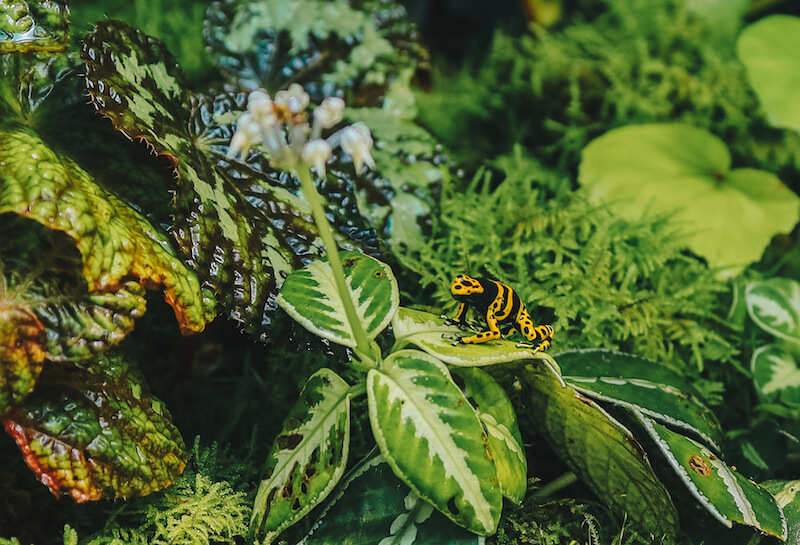 Poison Dart Frog Vivarium. Photo: Gardens by the Bay