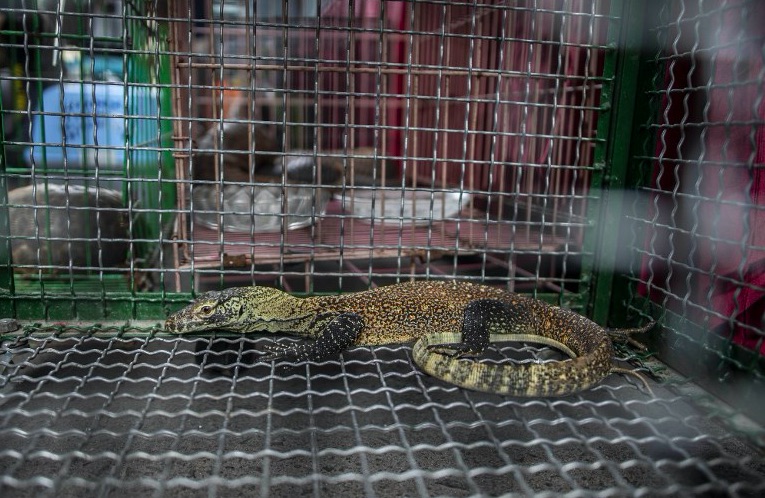 A juvenile Komodo dragon, seized by authorities during an anti-smuggling operation, pictured in a cage during a press conference announcing the seizure of trafficked exotic animals in Surabaya yesterday. Photo: JUNI KRISWANTO / AFP