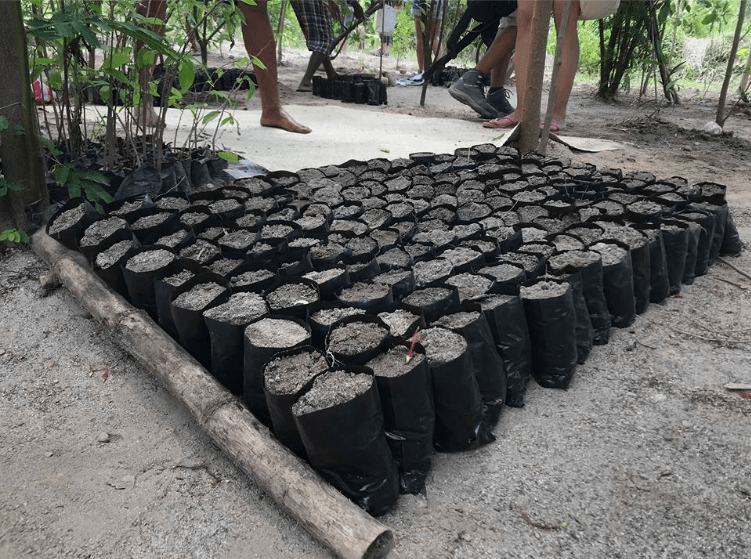 Some of the 600 Acacia Aure seeds we planted. Photo: Jia Mercado