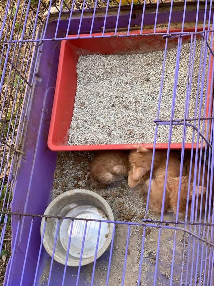 (Photo: Sayang Our Singapore's Community Cats / Facebook)