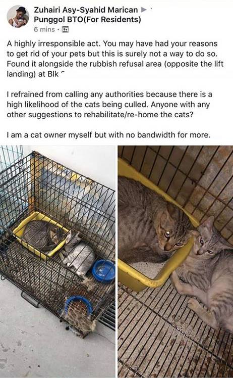 (Photo: Sayang Our Singapore's Community Cats / Facebook)