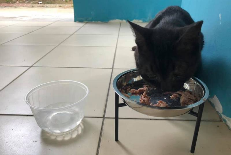 A stray cat feeder was chided for doing a good deed — feeding hungry cats (Photo: Humaira Abdul Rahman / Facebook)