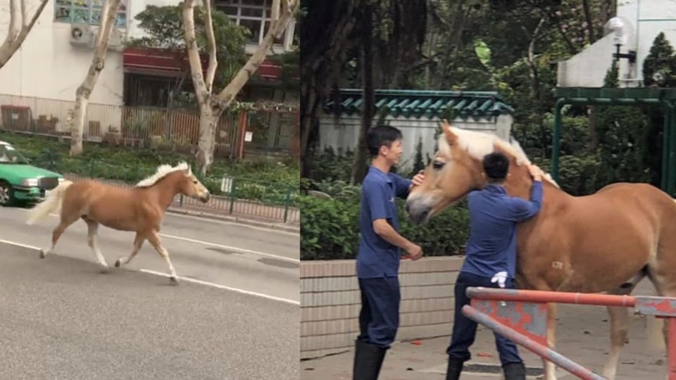 A horse escaped from Tuen Mun Public Riding School this morning and was later found at a housing estate in the area. Photos and screengrabs via Facebook/100 Most/Di Di Au.