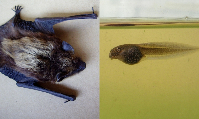 A kampret (bat) and a cebong (tadpole). Photos: Pxhere & Pixabay