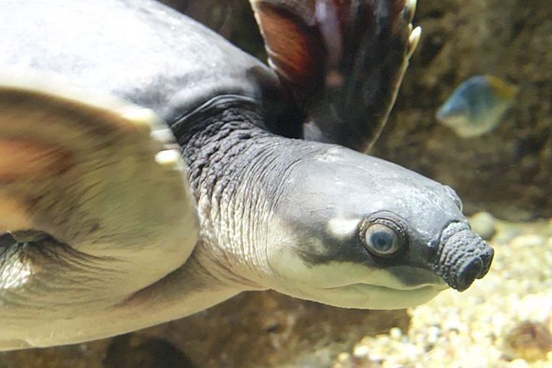 The pig-nosed turtle (Photo: Junkyardsparkle via Wikimedia Commons)