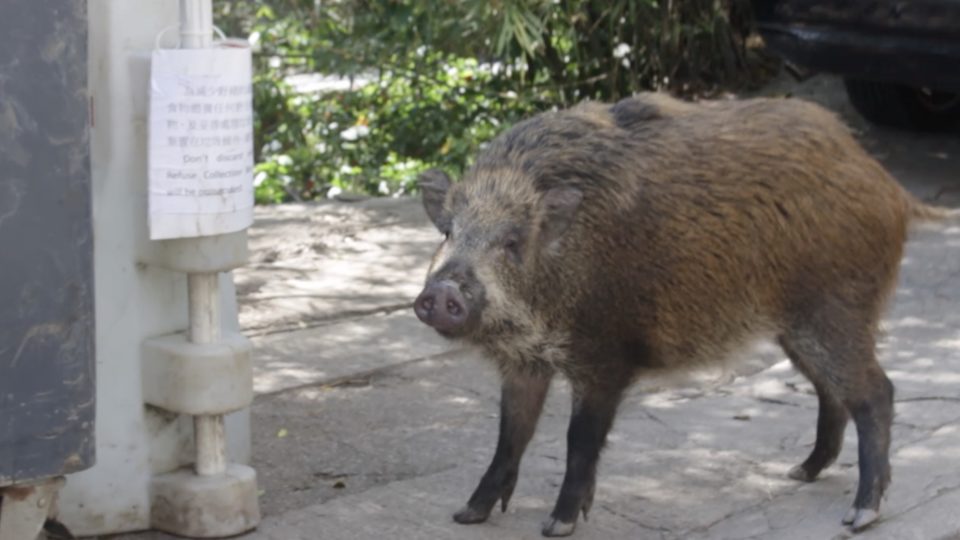 A wild boar piglet near The Peak. Photo by Vicky Wong.