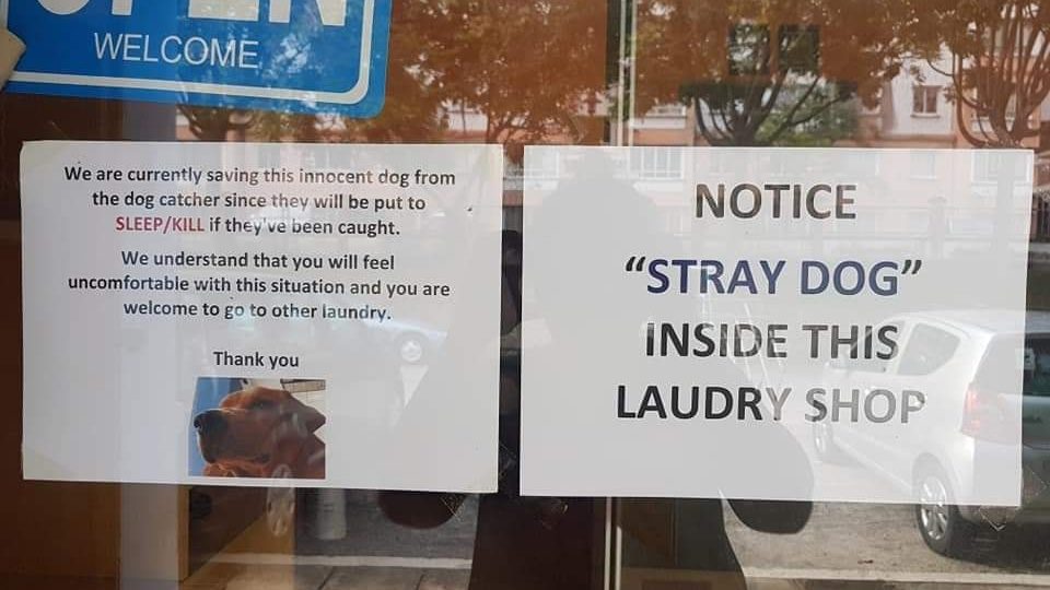 via Malaysian Dogs Deserve Better Facebook group 