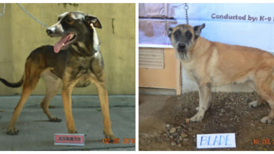 Photo: PDEA Top Stories/FB