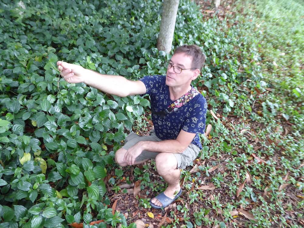 Bodin offering wild betel leaves for his guests to try. Photo: Ewen Mcleish for Coconuts Bangkok