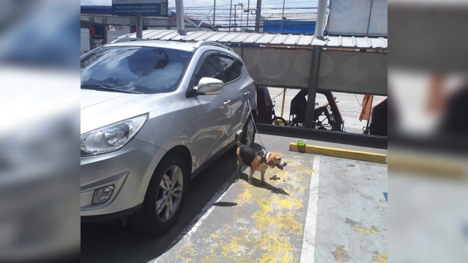 The dog at a mall in Paco, Manila. Photo: Mico Gonzales/FB