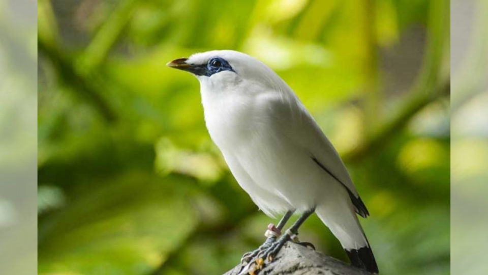 Bali starlings, or Jalak Bali in Indonesian, is native to the island. Photo: balisafarimarinepark.com