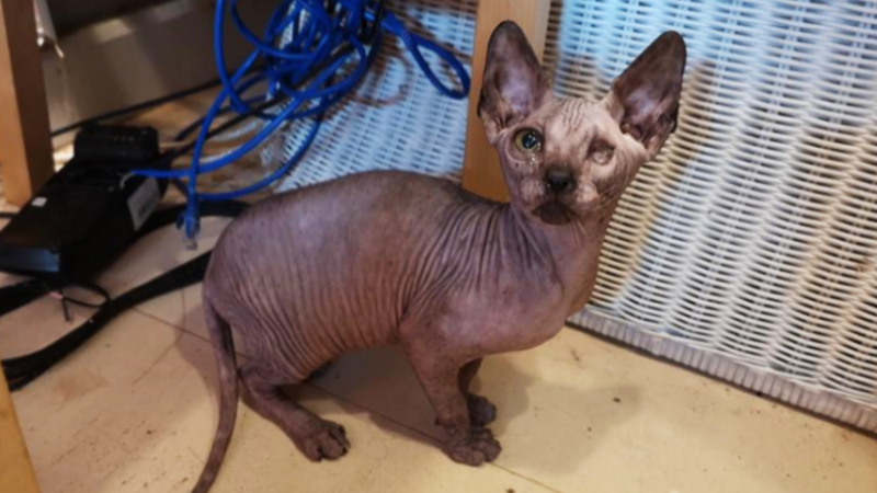 A one-eyed Sphynx cat was among dozens of abused and dead cats discovered inside Bangkok’s Venice CatCorner cafe this past week by volunteer rescuers. Photo: Salin Seree Ruamthai/Facebook 
