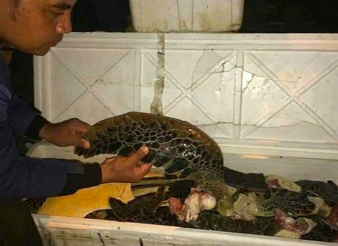 Officers examine on of the boxes of turtle meat. Photo: Facebook/Pemuda Badung