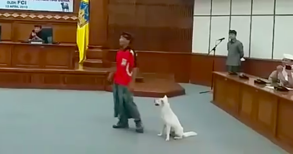 A Kintamani dog displayed at the Governor of Bali’s office on Saturday (13/4). Photo: Still from video posted on Facebook/Bali Dog Lover